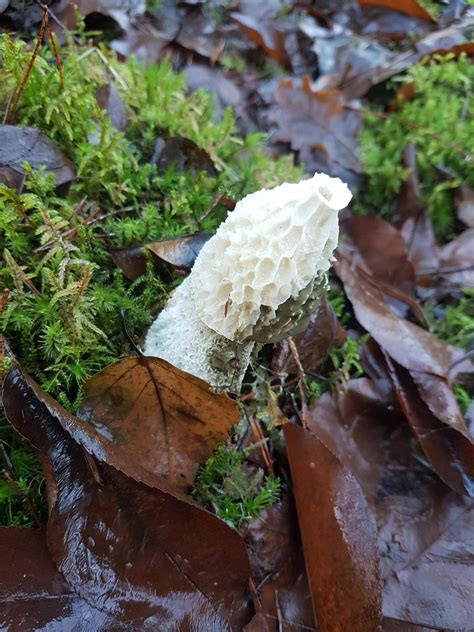 Found This Mushroom In A Mostly Pine Forest In The Netherlands Id