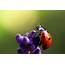 Cool Wallpaper Of Macro Desktop Ladybug Flower 