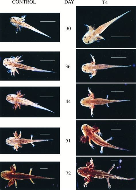 Axolotl Growth Chart Axolotl Care Axolotl Pet