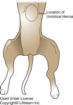 These are most often caused by a weakness in the muscles of the about 25% of males, and only about 2% of females, will develop an inguinal hernia in their lifetime. umbilical_hernia in puppies causes and treatments | Umbilical hernia, Pet health, Small puppies
