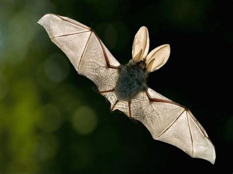 Why Are People Afraid Of Batsthey Are Beautiful Bat Animal Bat