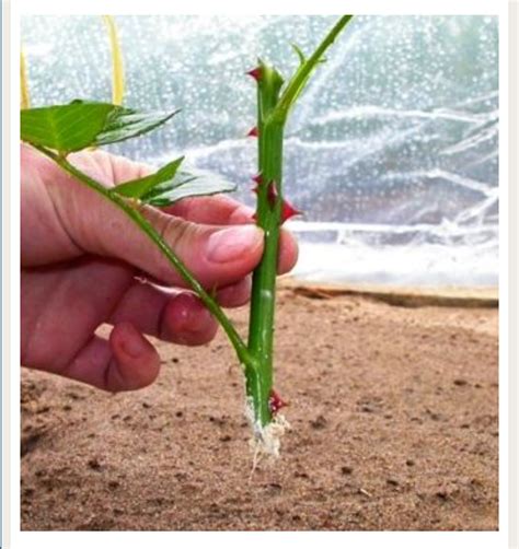 Blooming Roses Marvelous Diy Solution To Propagate Roses By Cuttings