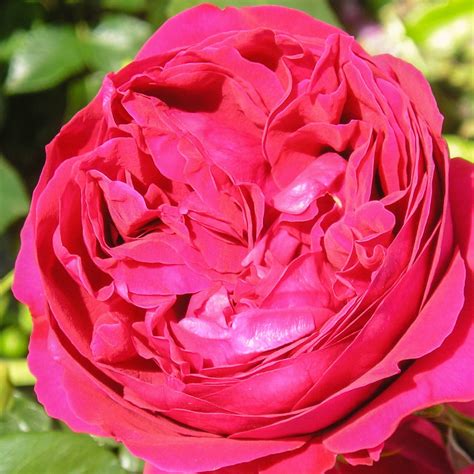 Red Eden Rose Fragrant Red Climbing Rose The Fragrant Rose Company