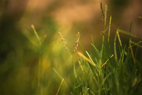 Free Images Nature Branch Dew Light Field Lawn Meadow Prairie