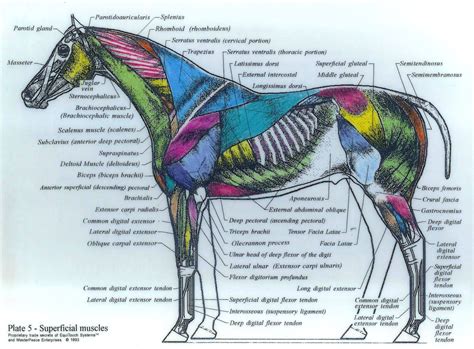 Image result for horse muscles diagram | Horse anatomy, Dog anatomy, Horses
