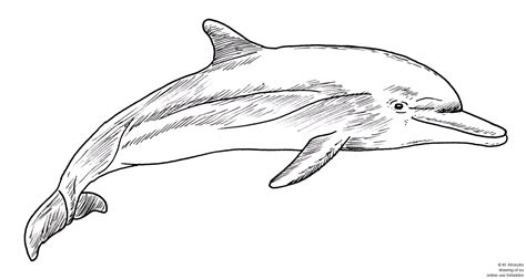 Drawing Of Dolphin Line Art Illustrations