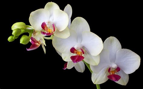 The flower wallpapers also work well as background pictures for your iphone or android smartphone. Three Wonderfull White Orchid Flower Black Background Hd ...