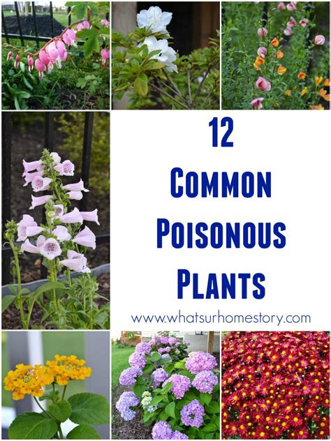 How Safe Is Your Garden Whats Ur Home Story Plants Poisonous