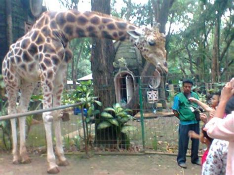 Itunes.apple.com dapatkan pelbagai contoh gambar mewarna binatang di zoo yang hebat dan boleh di perolehi dengan cepat Memberi Makan Jerapah - Picture of Ragunan Zoo, Jakarta ...