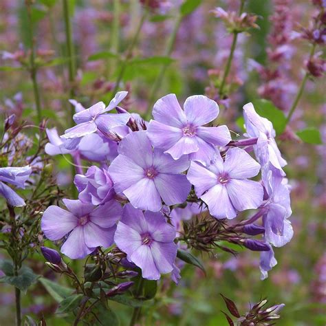 Border phlox 'purple flame', fall phlox 'purple flame', garden phlox 'purple flame', perennial phlox 'purple flame', summer a dwarf and compact garden phlox, phlox paniculata purple flame is an herbaceous perennial with large clusters of rich purple flowers adorned with a small darker eye. Phlox paniculata Blue Paradise | White Flower Farm