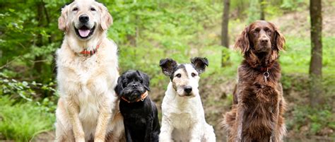 Pet insurance for your dog ensures that your pup will receive the care he needs and you don't have to worry about unpredictable medical costs. The Ins and Outs of Pet Insurance For Older Dogs
