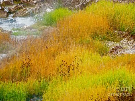 Grasses Of Yellowstone Photograph By Richard L Gordon Pixels