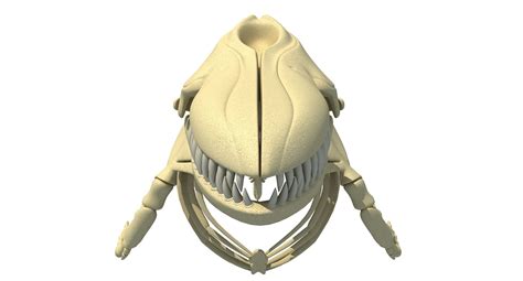 3d Sharks Skeletons 3d Model Cgtrader