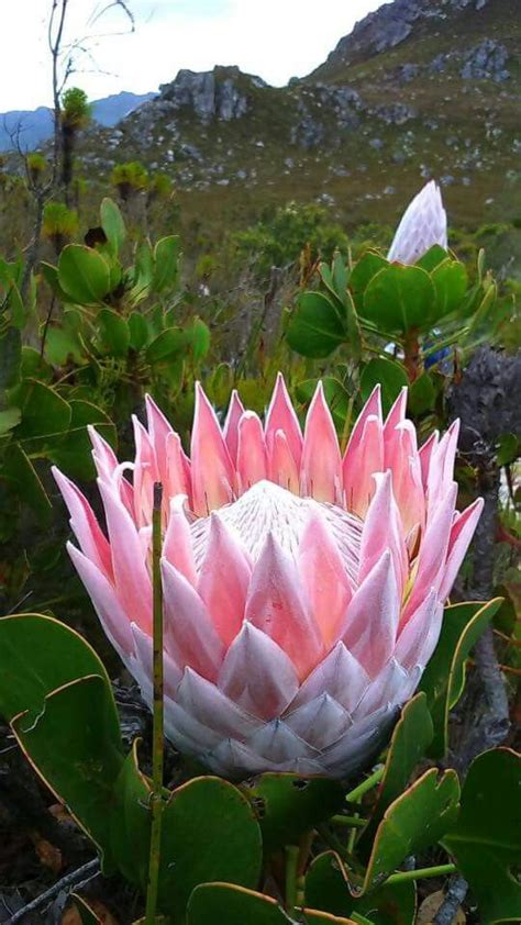 King Protea National Flower Of South Africa South African Flowers