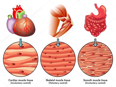 Esquema De Tejido Muscular Vector De Stock Por ©rob3000 73928457