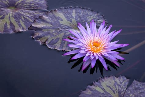 Water Lily Hd Wallpaper Background Image 2048x1365 Id743190