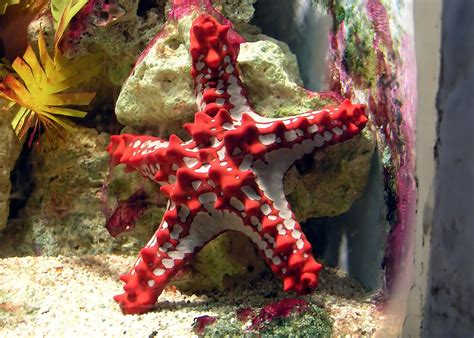 Echinodermata Echinoderms Starfish Sea Urchins And Sea Cucumbers