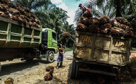 Bayu santoso (28 tahun), mandor perkebunan kelapa sawit di dusun iv desa dawas kecamatan keluang kabupaten musi banyuasin (muba), tewas ditembak. TURC Filmkan Derita Buruh Sawit di Kalimantan - Harianjogja.com