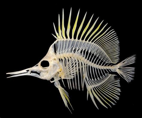 Fish skeleton. | Animal skeletons, Animal bones, Animal skulls