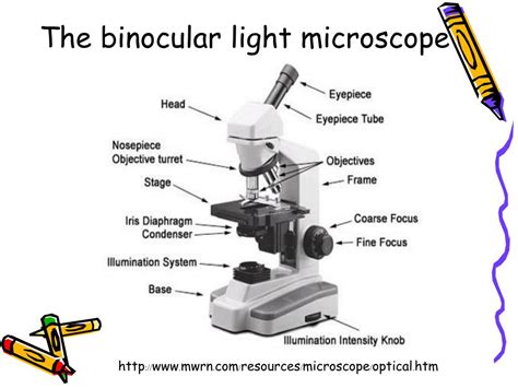 Diagram Of A Binocular Microscope Photos