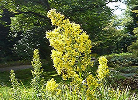 Im landschaftspark hardt gelegen, ist der botanische garten beliebtes ausflugsziel, studienraum und ort der inspiration. September | Botanischer Garten Wuppertal