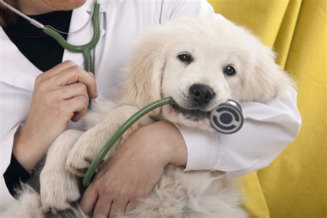 5 Ways To Save On Veterinary Care Allivet Pet Care Blog
