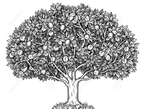 menggambar pohon terbaru  mewarnai gambar daun pohon
