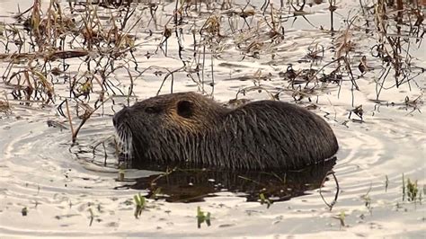 Muskrat Feeding Youtube