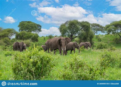 Herd of Elephants in Africa Walking in Tarangire National Park in Their