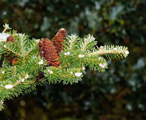Branch Fir Tree Needles Winter Evergreen Tannenzweig Conifer