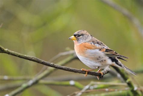 Redwings And Bramblings A Gap In The Lore Of Our Winter Migrant Birds
