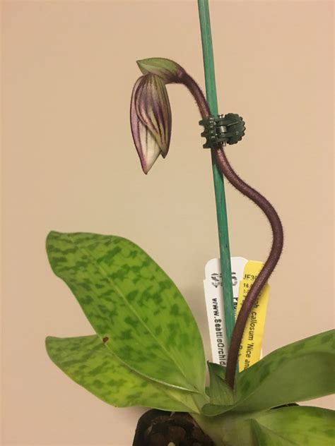 How long does it take to deliver? Is my Paph's flower spike looking healthy? About how long ...