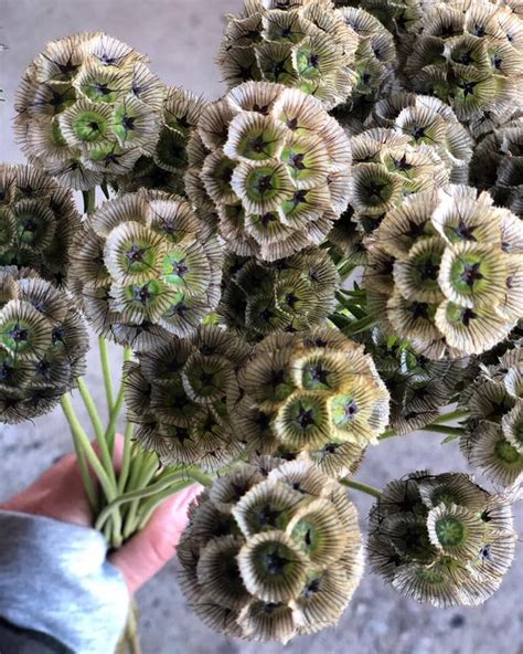 Scabiosa Pods Aka Pincushion Flower Scabiosa Pods Flower Farm