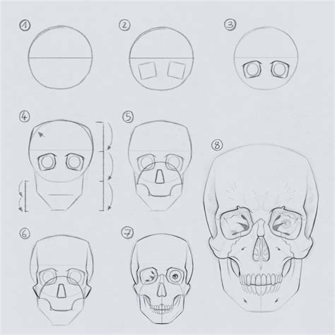 Drawing The Skull In 7 To 8 Steps By Gregor Kari On Deviantart