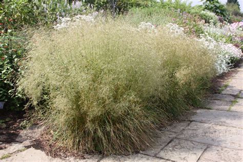 It is a dwarf tufted hair grass. Green Value Nursery :: Perennials :: Ornamental Grasses :: Deschampsia caespitosa 'Goldtau'