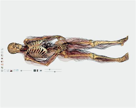 The Art Of Anatomy The Anatomage Table Art Agenda Phaidon