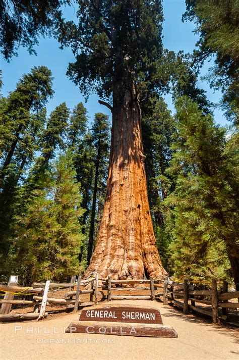 general sherman tree sequoia np sequoiadendron giganteum photo giant forest sequoia kings