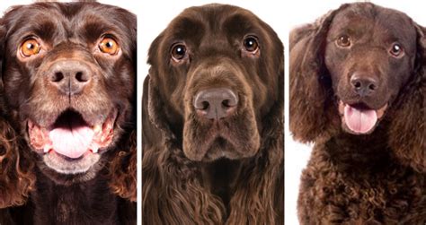 Dog Breed Quiz Can You Tell These Dog Breeds Apart