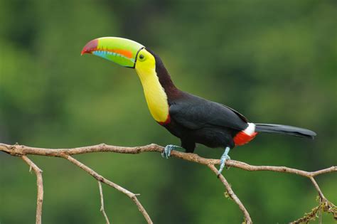 Top 114 Animals That Live In The Tropical Rainforest