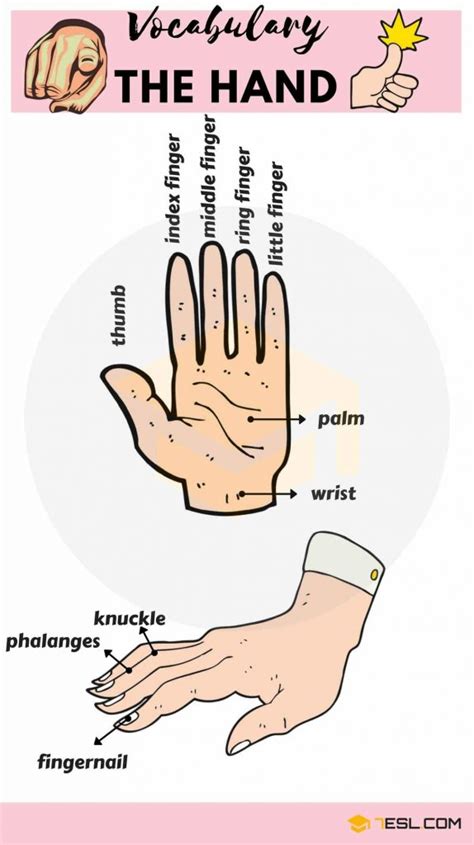 Kosakata Nama Bagian Tangan Dalam Bahasa Inggris Dan Terjemah Kampung