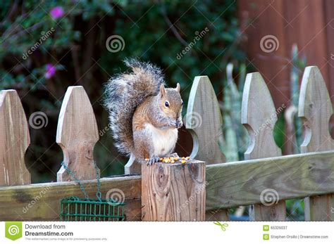 Male Eastern Grey Squirrel Eating Corn Stock Image Image Of Springs
