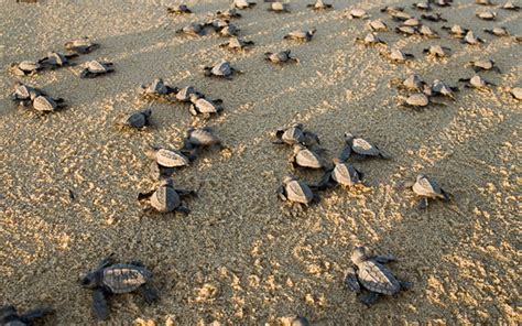 Baby Sea Turtle Release Program In Cabo San Lucas Bookcabo