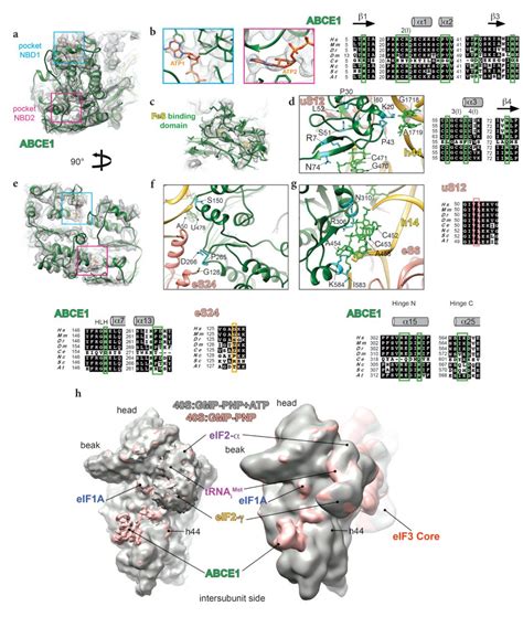 Structural Insights Into The Kozak Sequence Interactions Within The
