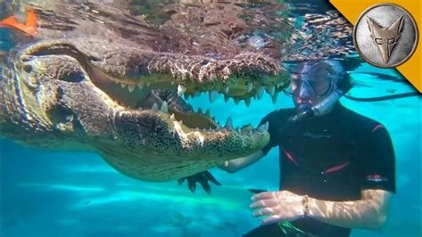 Jaws Swimming With Gators Youtube