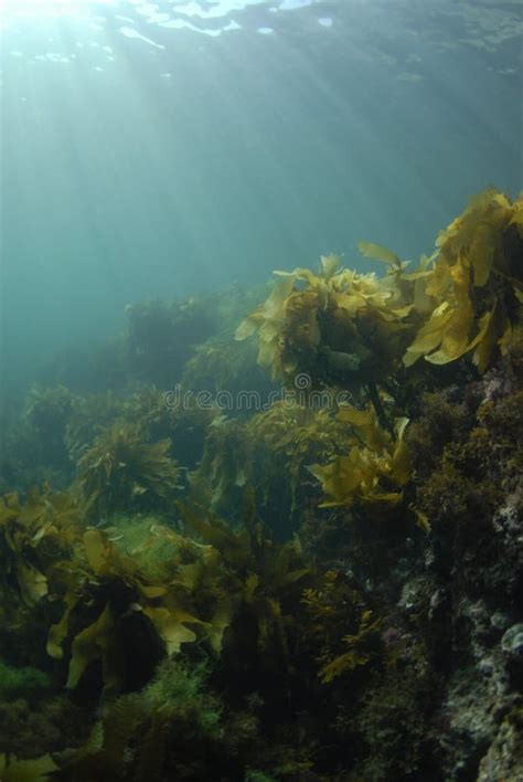 Giant Kelp Stock Photo Image Of Forest Giant Water 5668348