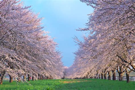 日本の風景 桜並木 壁紙1920x1280 壁紙館 風景 美しい場所 日本 の 風景