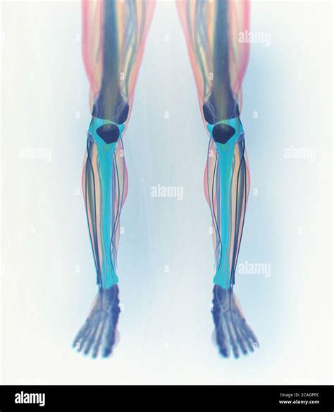 Hueso De La Tibia Anatomía Humana Ilustración 3d Fotografía De Stock