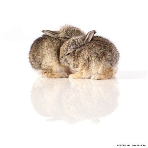 Which is an object of affection and which provides comfort through physical contact. Snuggle bunnies | Animals beautiful, Cute animal pictures ...