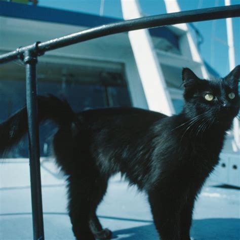 Which ships offer pet friendly cruises? Cruises That Allow Pets | USA Today