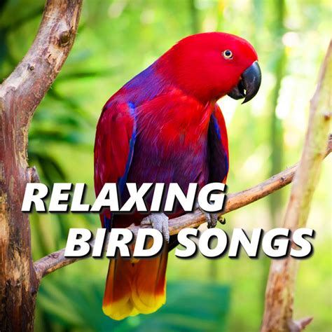 Bird Songs Spotify